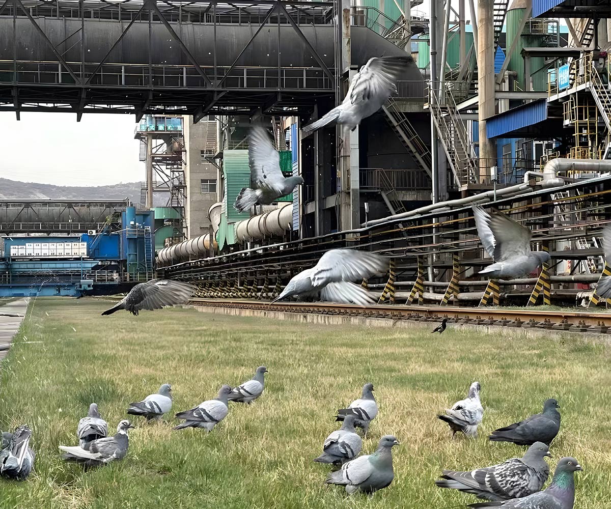 Industrial Harmony: Pigeons on Green Grass